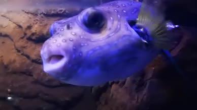 高清实拍猪鼻鱼视频的预览图